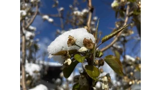 Souk hava ve yalar meyveyi olumsuz etkiledi
