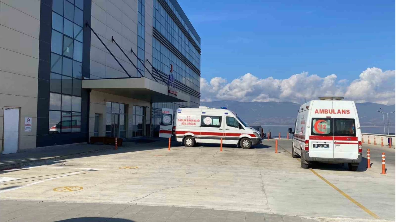 Sokak kpekleri kk kza deheti yaatt