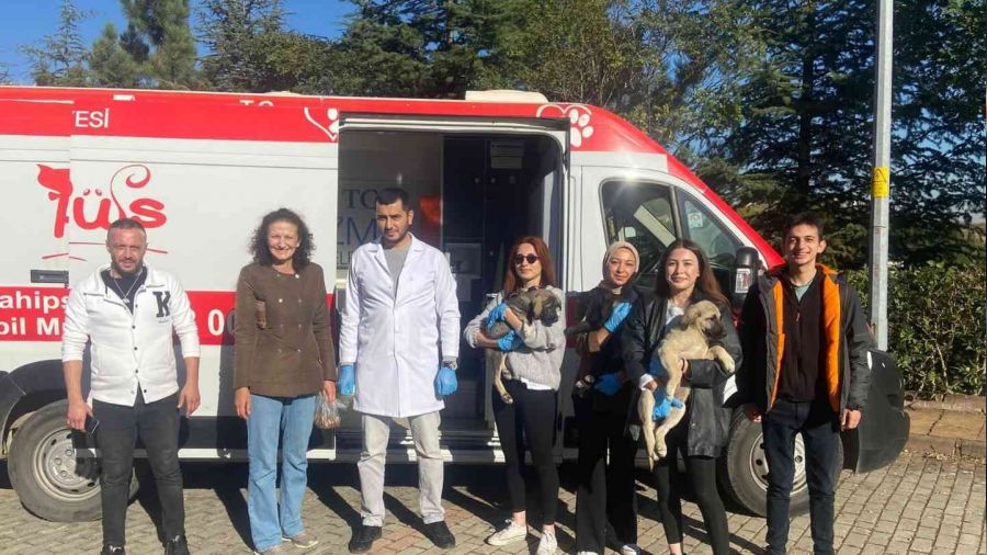 Sokak sokak gezen Patibüs, hayvanların yardımına koşuyor