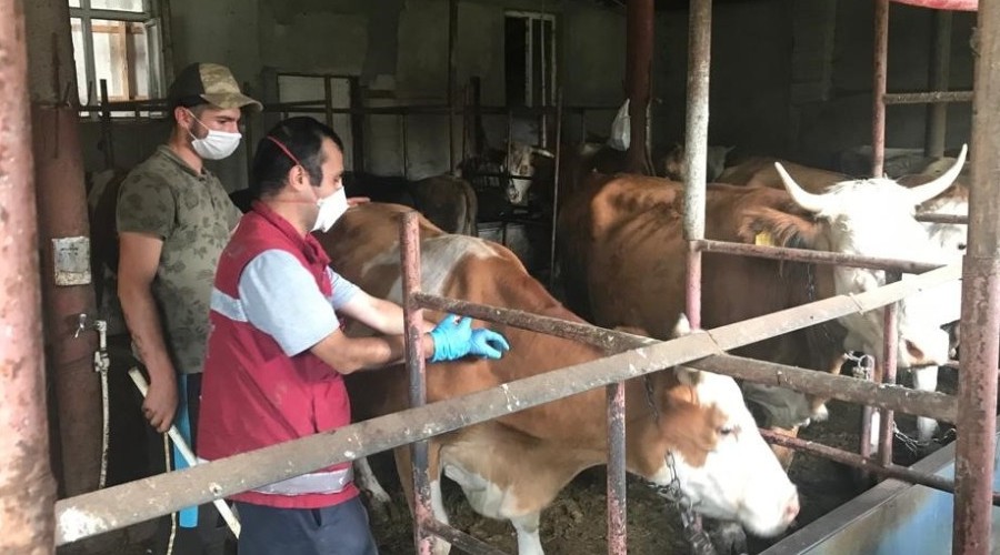 Sonbahar dnemi ap alamas