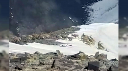 Sürü halindeki dağ keçileri kameraya yansıdı