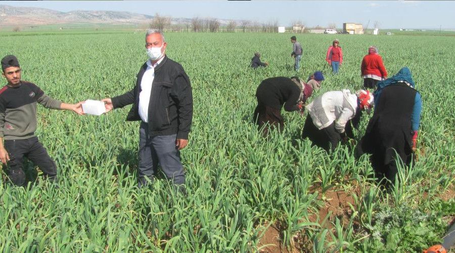 Tarım işçilerine ücretsiz maske