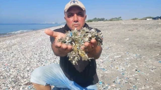 Tarsus-Kazanlı sahilinde plastik kirliliği