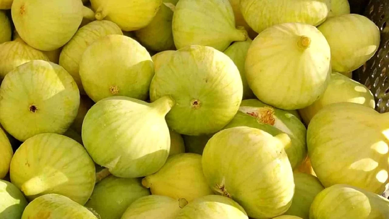 Tatlı bir lezzet, sağlıklı bir hazine