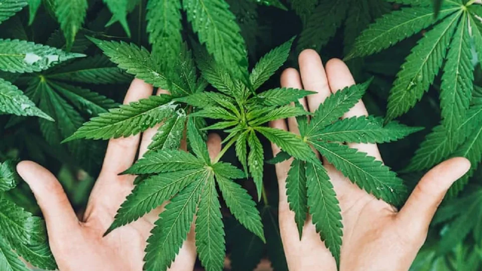 Tıbbi Kenevir Kronik Ağrılarda Etkili