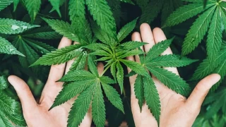 T�bbi Kenevir Kronik A�r�larda Etkili