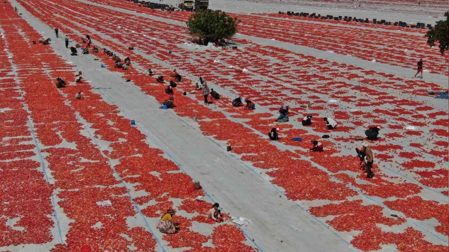 Torbalı'nın 'kırmızı altınları' serildi