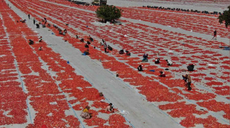 Torbalı'nın 'kırmızı altınları' serildi