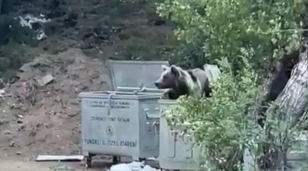 Tunceli'de piknik yapan vatandalara 'ay' srprizi