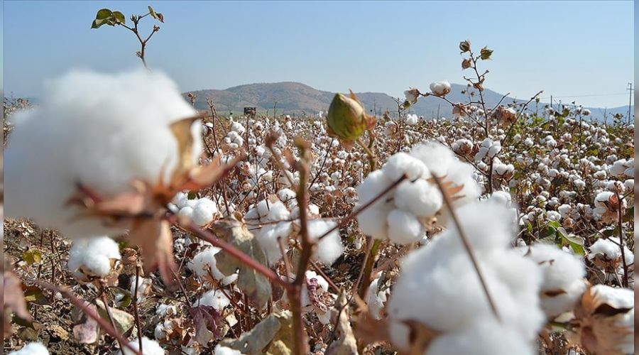 T�rkiye, GDO'suz pamukta lider