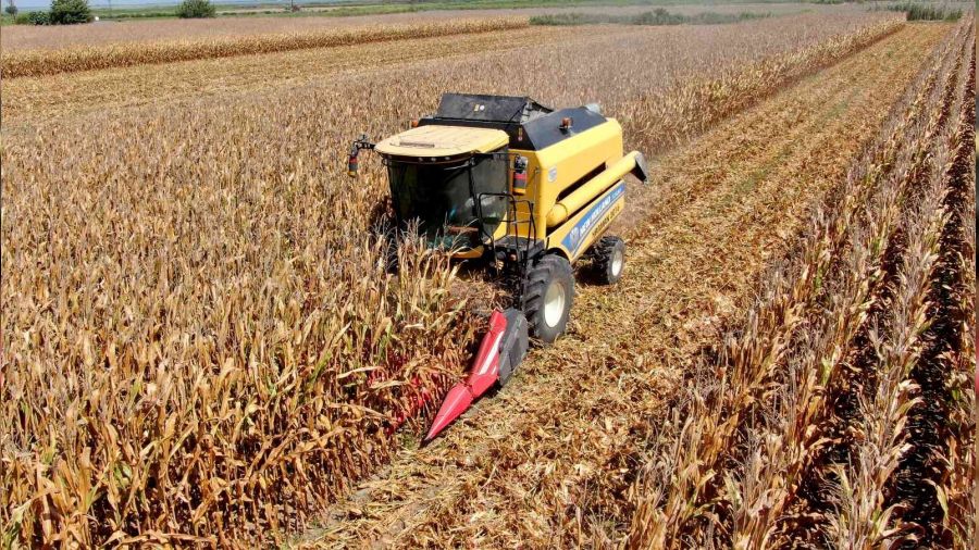 T�rkiye'de ilk kez kumda m�s�r yeti�tirildi... Demek ki ekince oluyormu�