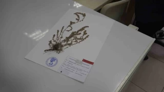 Türkiye'de yeni bir bitki türü keşfedildi