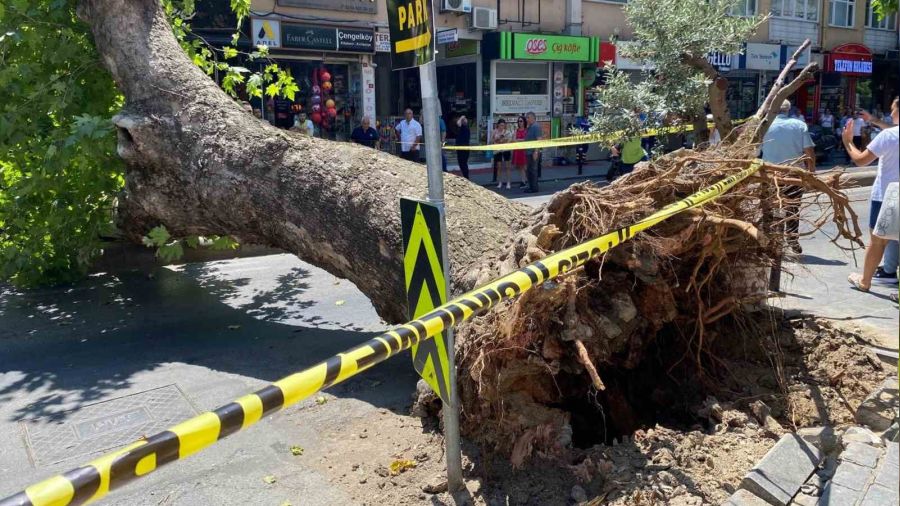 skdar'da asrlk nar caddeye devrildi