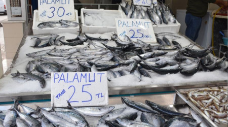 Uzmanı açıkladı: 'Karadeniz'deki palamut bolluğunun nedeni bol yağış'