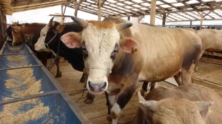 Uzmanndan 'Deli dana' uyars