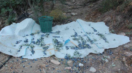 Uzmanından uyarı: "Ağacın dibine düşen zeytinleri toplamayın"