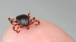 Uzmanndan uyar: "Kenelerle bulaan Lyme, Tularemi ve birok baka tehlikeli hastalk var"