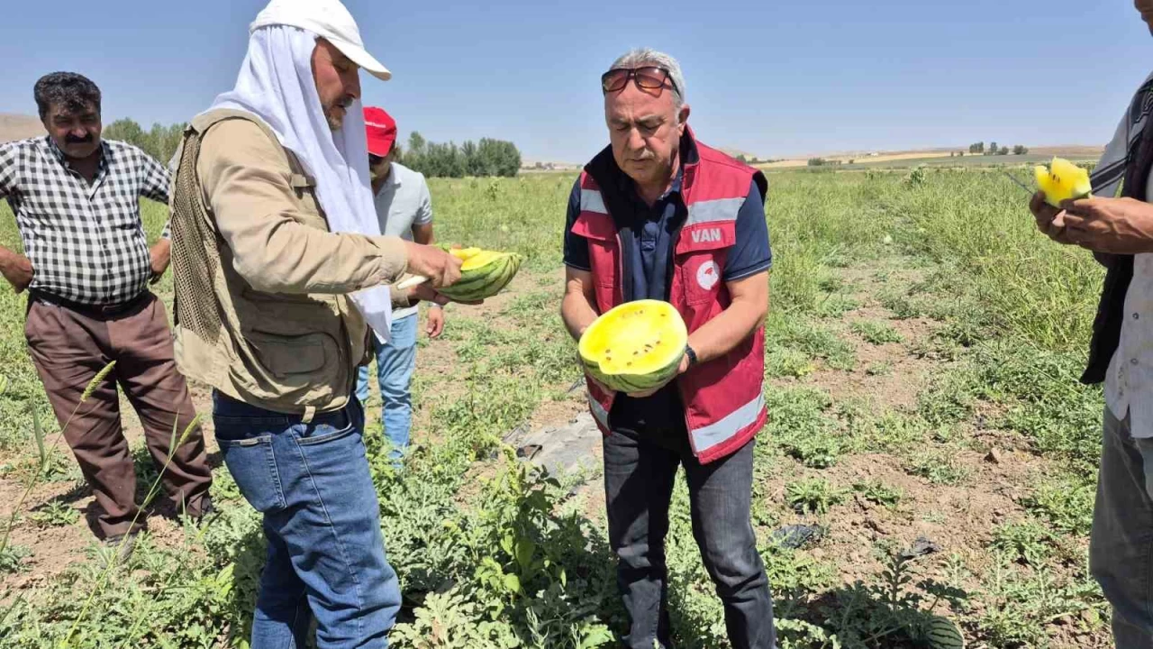 Van'da sar� karpuz d�nemi ba�lad�