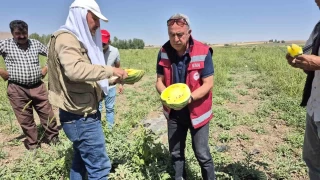 Van'da sar karpuz dnemi balad