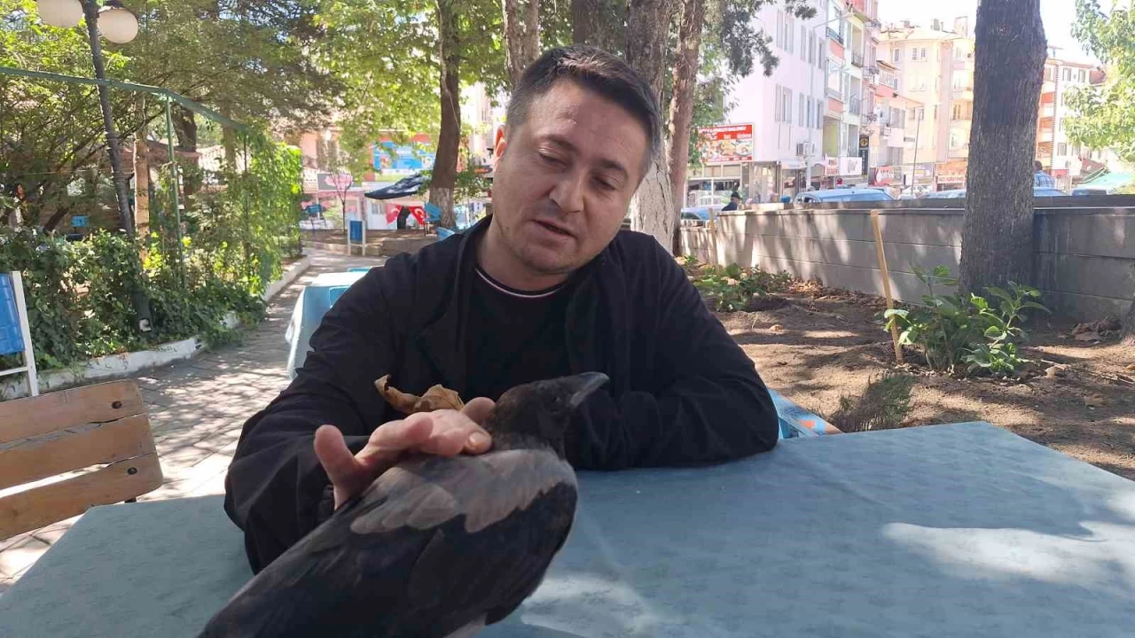 Vatandaşın köpeklerden kurtardığı karga ilçenin maskotu oldu