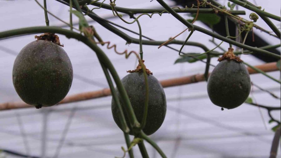 Vietnam'da yetişen 'passiflora'yı' İzmir'de üretti