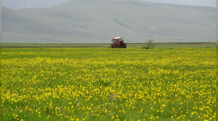 Yağışlar sonrası Ardahan ovası canlandı