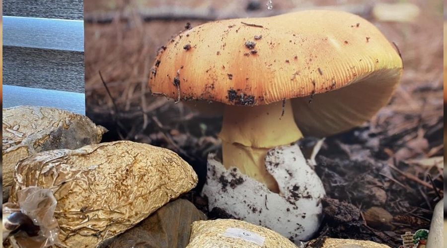 Ya���lar�n artmas� sonras� mantar zehirlenmesi tehlikesi