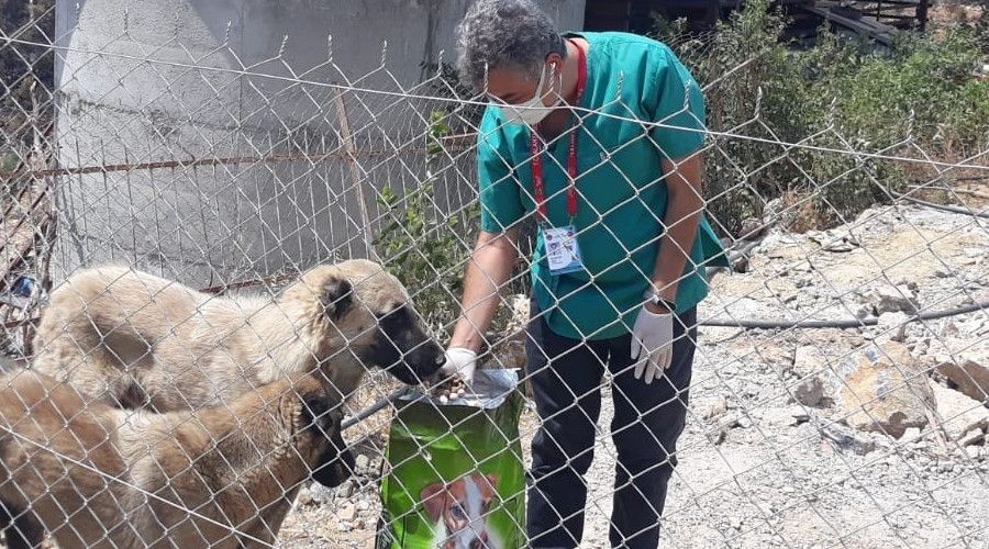 Yangından etkilenen sokak hayvanlarına Alanya Belediyesi'nden destek