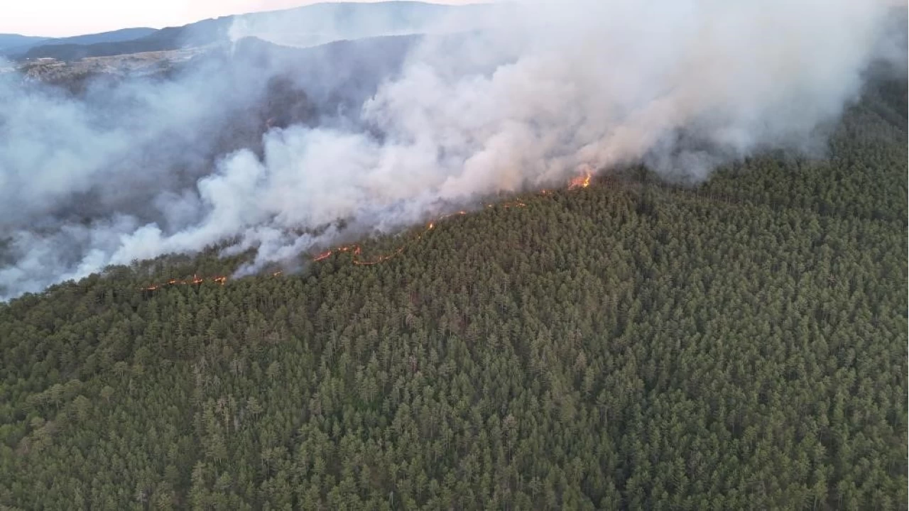 Yangınlar yaban hayatını da olumsuz etkiliyor