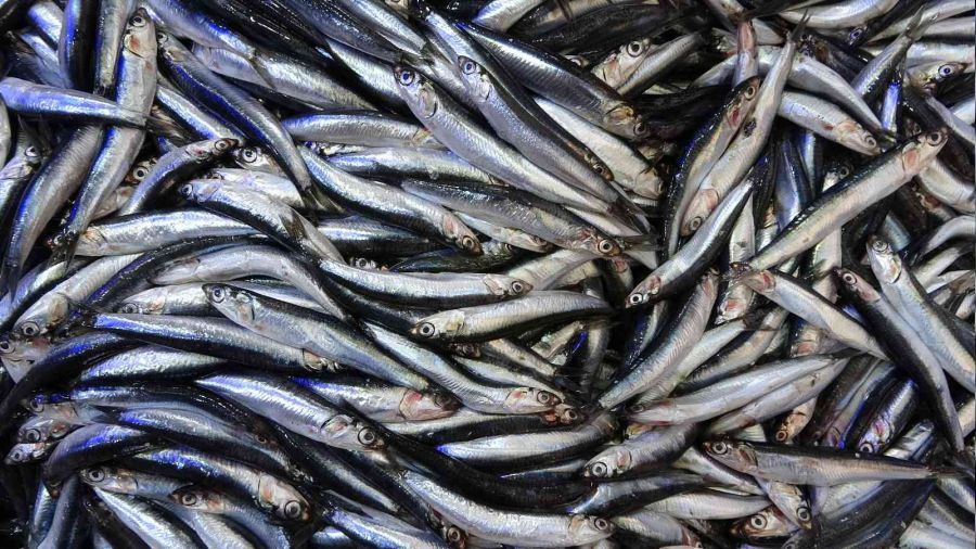 Yarnlar iin bugn: 'Karadeniz'de hamsi avcl yasaklansn'