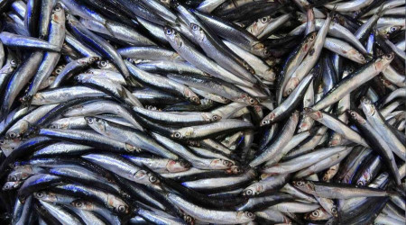 Yarnlar iin bugn: 'Karadeniz'de hamsi avcl yasaklansn'