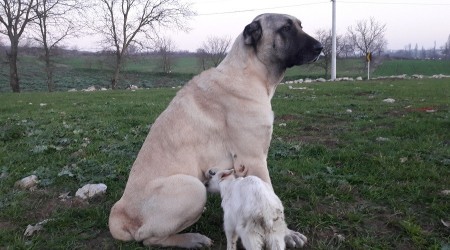 Yavru keçiye köpek sahip çıktı