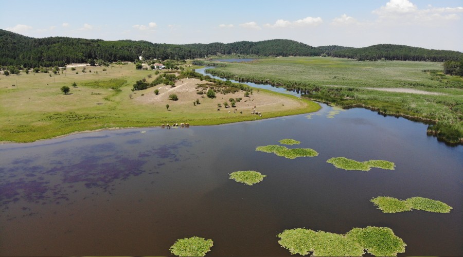 Yayla G�l� koruma alt�nda