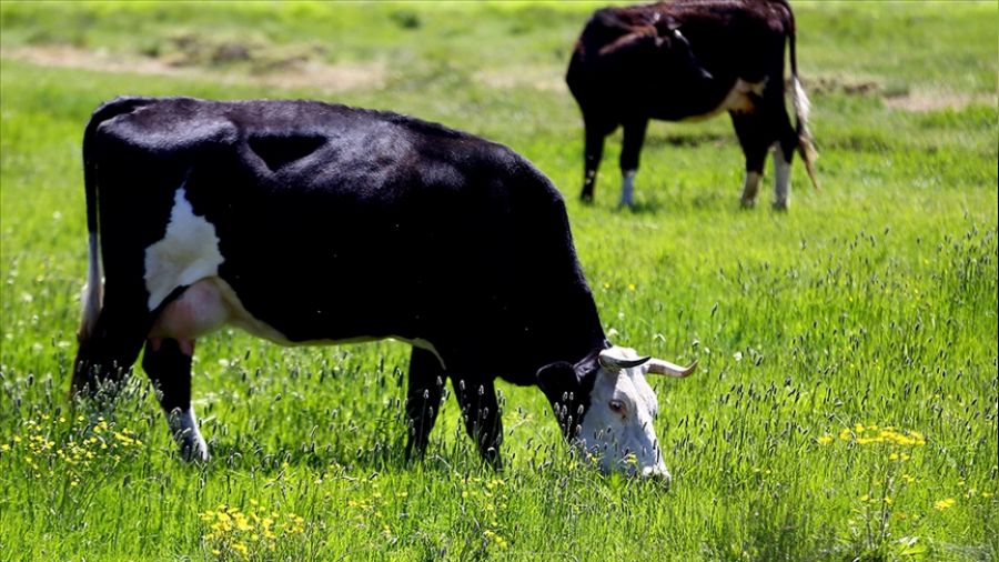   Yeni Zelanda'n�n derdine bak!