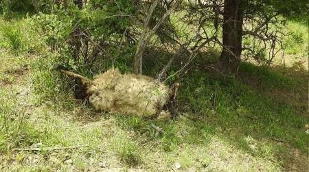 Yıldırımın isabet eden 27 koyun telef oldu