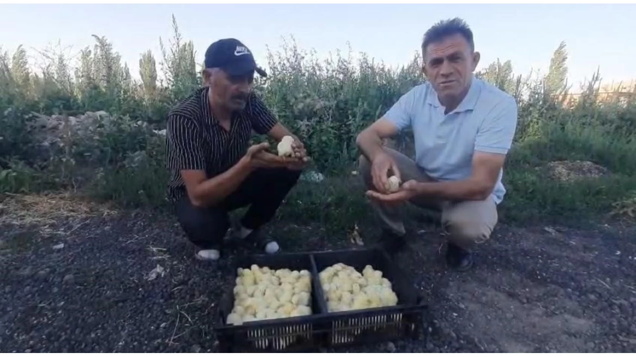 Yumurtadan 4 ayakl� civciv ��kt�