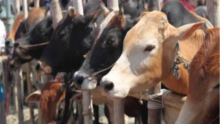Yurda sokulmak istenen 58 bin 519 canlı hayvan ele geçirildi