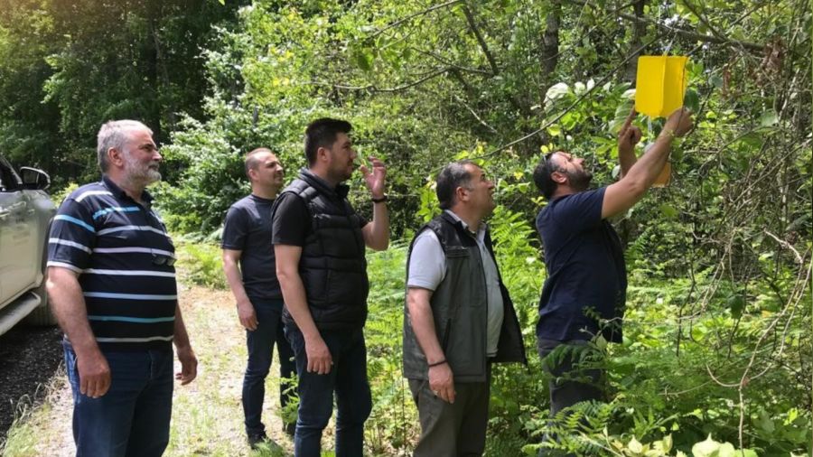 Zararl� b�ceklere kar�� ormanlara 'feromon tuza��' kuruluyor