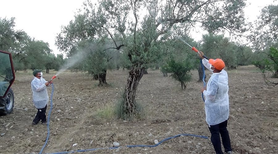 Zeytin sinei ile mcadelede yeni teknik