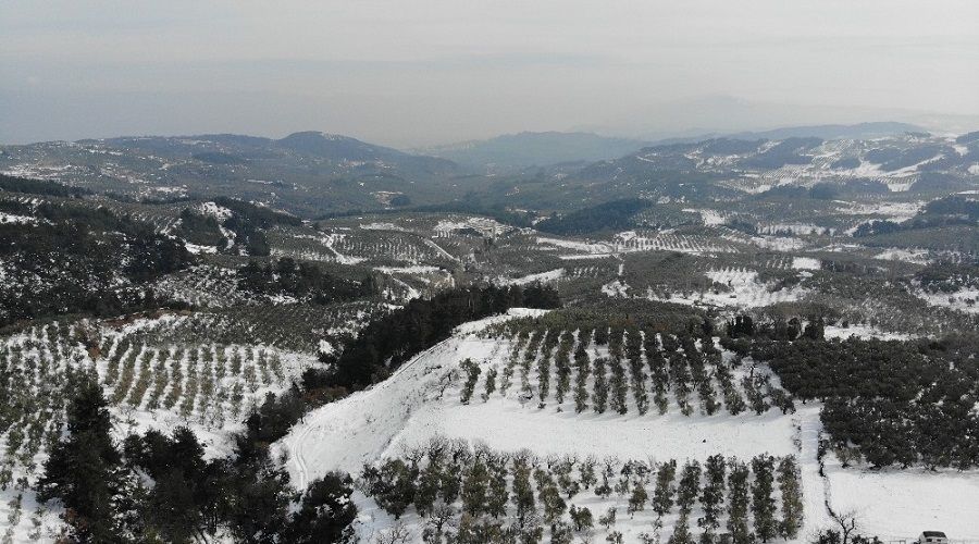 Zeytin ağaçları yanan köylüler destek bekliyor