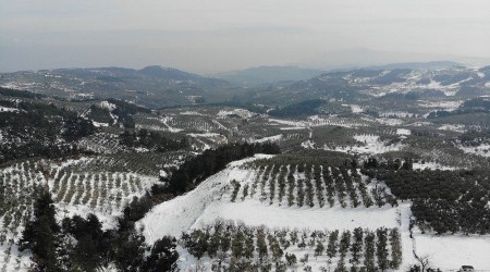 Zeytin ağaçları yanan köylüler destek bekliyor