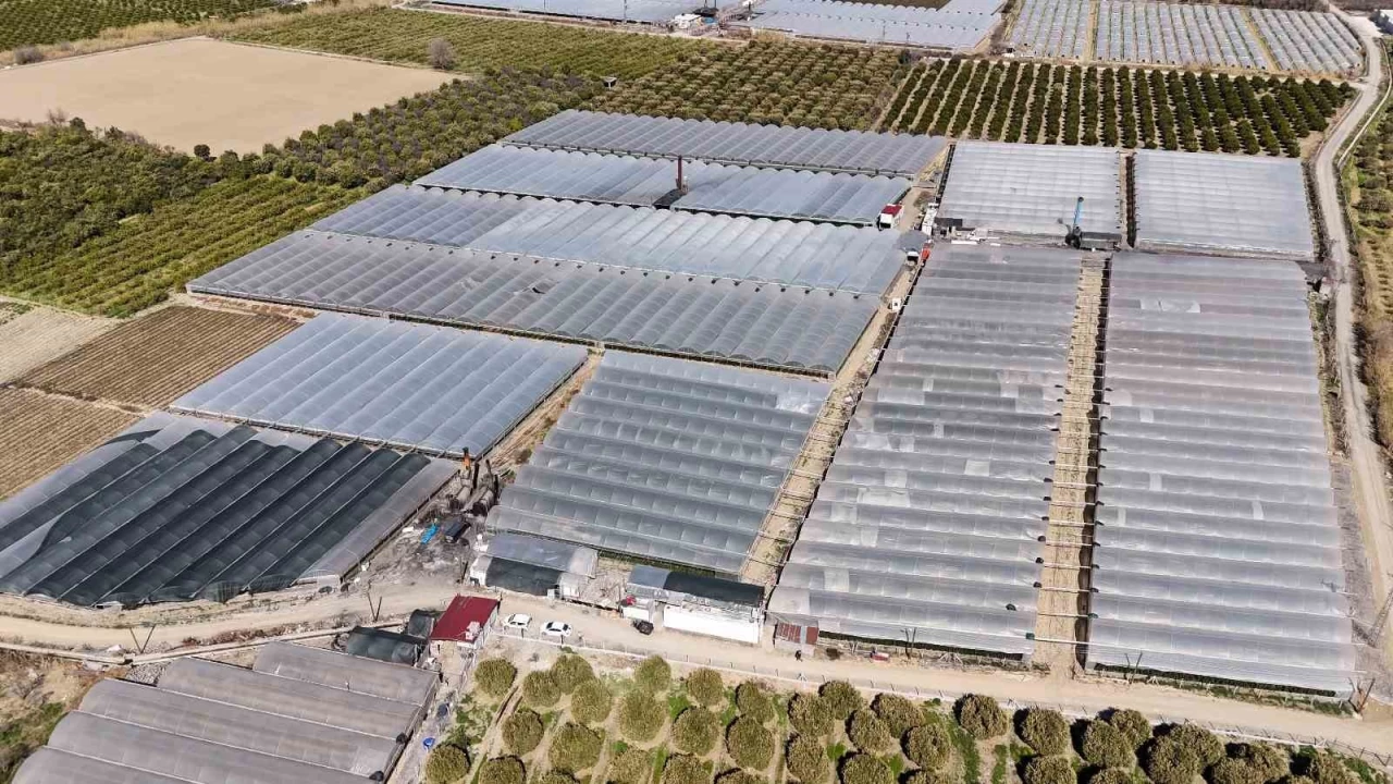 Zirai don g�l� de vurdu