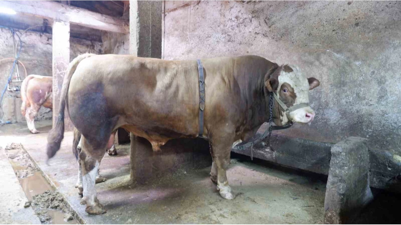 1 ton 200 kiloluk tosun 400 bin liraya sat�ld�