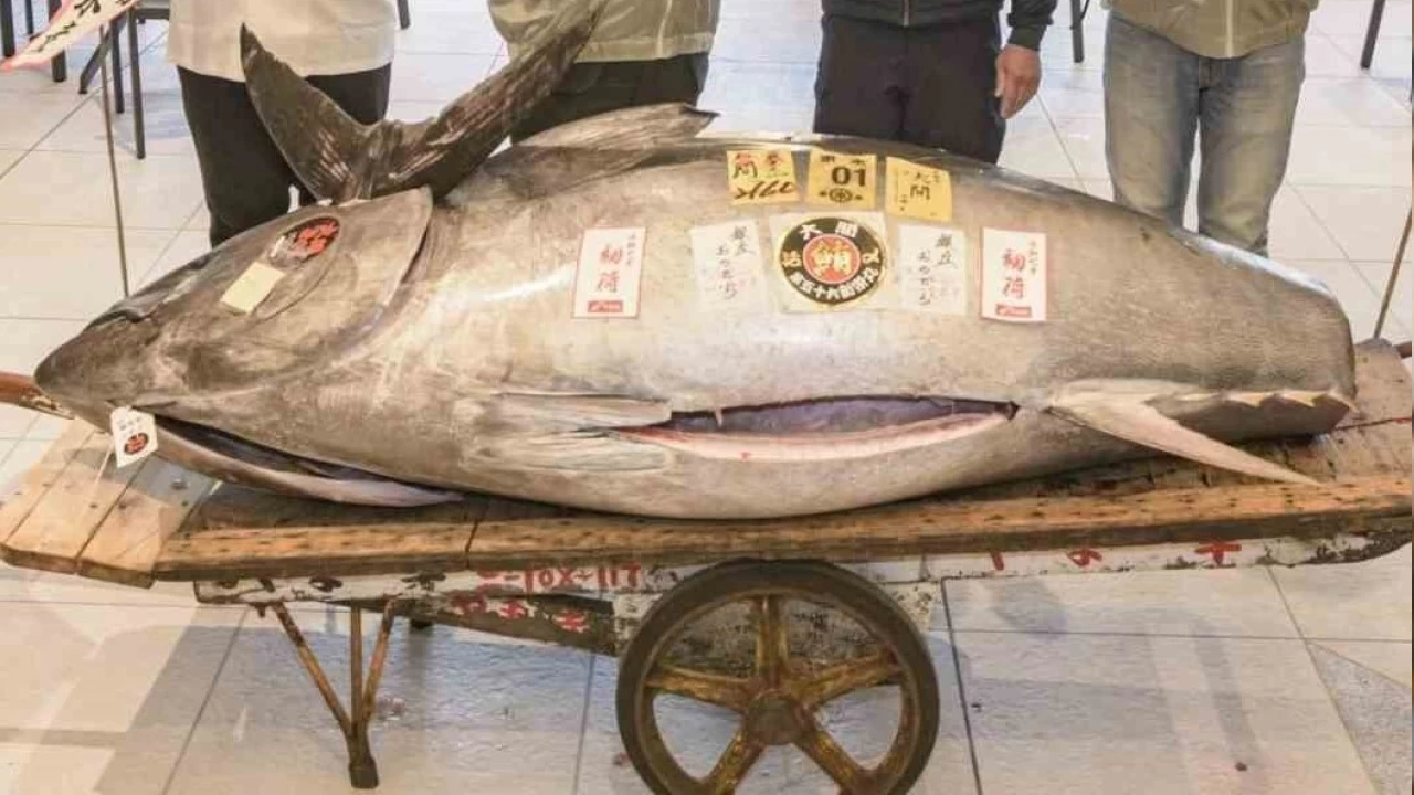 276 kiloluk mavi yüzgeçli orkinos 1,3 milyon dolara satıldı