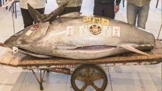 276 kiloluk mavi yüzgeçli orkinos 1,3 milyon dolara satıldı