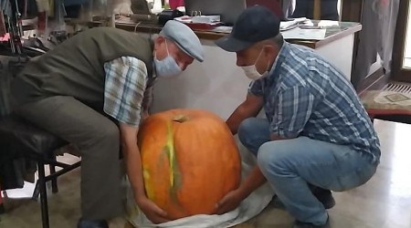 40 kiloluk kabak yetiştirdi