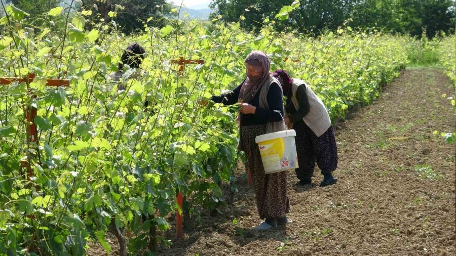 450 liradan satılmasına rağmen taleplere yetişemiyorlar