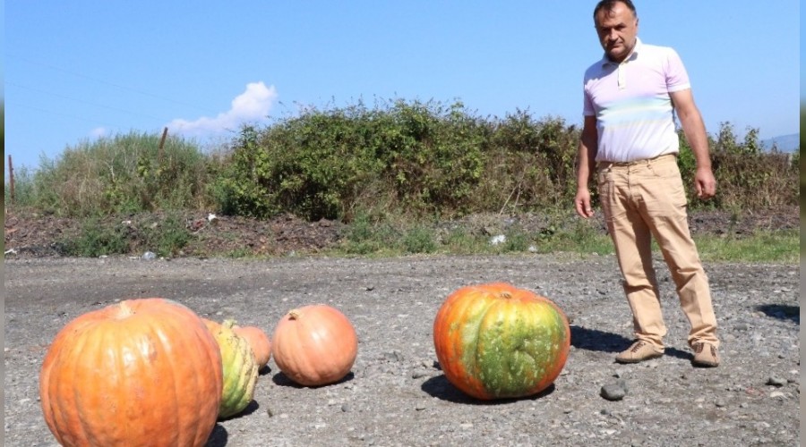 60 kiloluk kabak görenleri şaşırtıyor