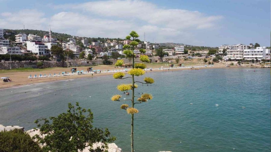 60 y�l sonra �i�ek a�t�