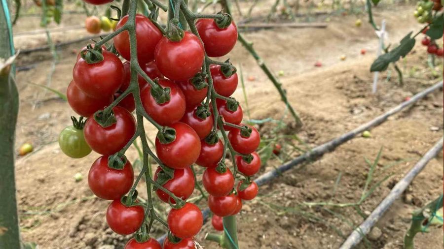 7 t�rde 50 �e�it tohumu 16 �lkeye ihra� ediyor